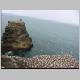 Gannet Colony 082.jpg